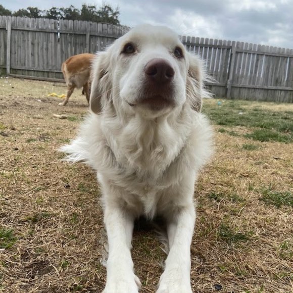 Other - THE REASON WHY ALL OF MY LISTINGS HAVE DOG HAIR ON THEM